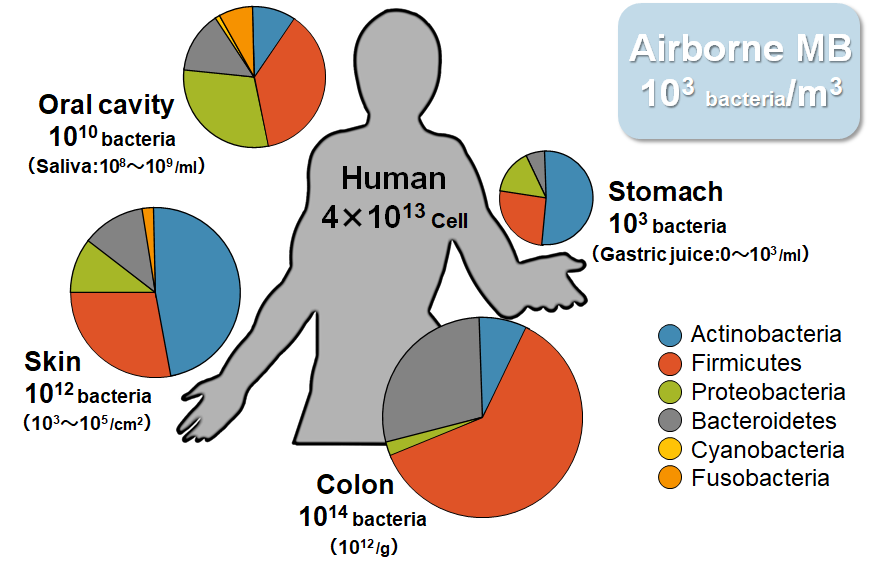 Species and amonts of commensal bacteria with human