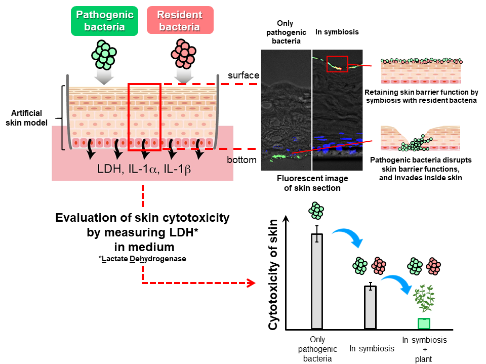 Research on mechanism of skin microbiome using artificial skin model, showing localization of skin MB on human skin and influence of chemo-signal of plant to symbiotic model of skin.