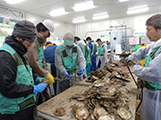 Helping out at an oyster breeding facility in Rikuzentakata City